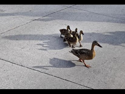 ducks crossing a street